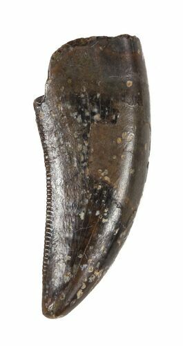 Small Theropod Tooth (Nanotyrannus?) - Montana #52684